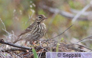 metsäkirvinen_Kuru110625_iso1.jpg