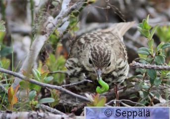 metsäkirvinen_Kuru110625_iso2.jpg