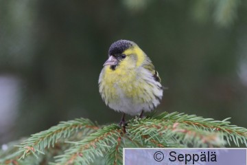 vihervarpunen_koiras_Kuru120421_iso.jpg