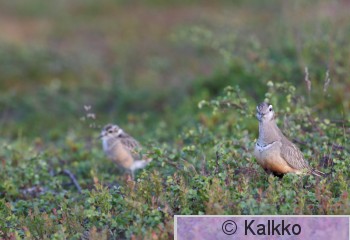 keräkurmitsa 041.jpg
