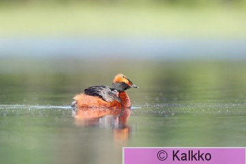 mustakurkku-uikku 099.jpg