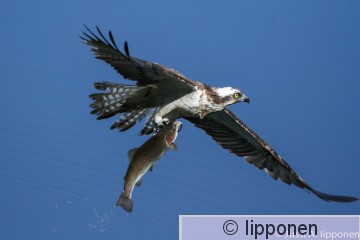 sääksi LR-4552.jpg