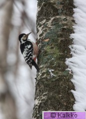 valkoselkätikka 024.jpg