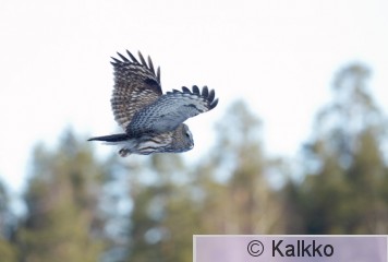 lapinpöllö 041.jpg