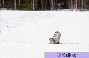 lapinpöllö 061.jpg