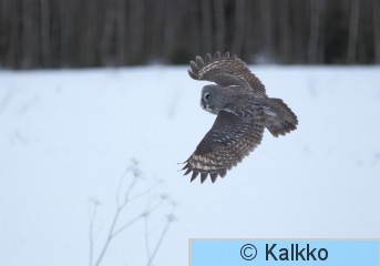 lapinpöllö 125.jpg