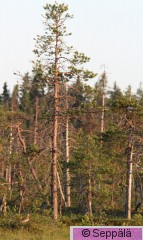 kapustarinta_Kuru100704_iso3.jpg