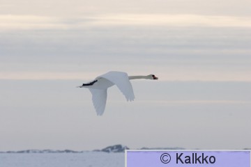kyhmyjoutsen 063.jpg