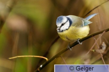 IMG_7305.jpg