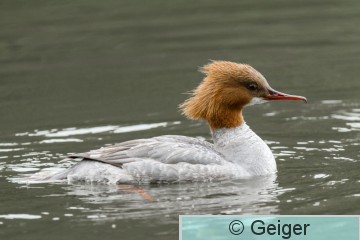 IMG_5285.jpg