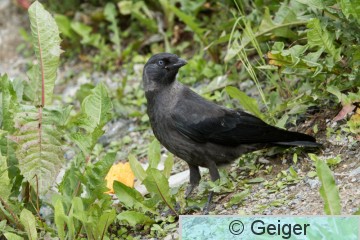 IMG_6119.jpg