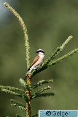 IMG_6248.jpg