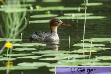 IMG_6462.jpg