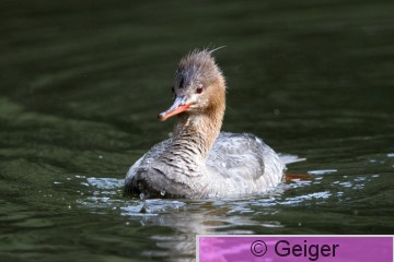 IMG_6520.jpg