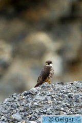 IMG_6684.jpg