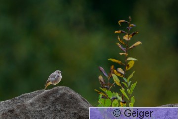 IMG_6978.jpg