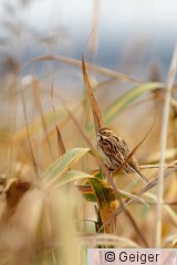 IMG_7109.jpg