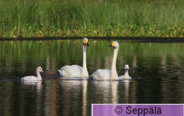 laulujoutsen_perhe_Kuru130714_iso1.jpg