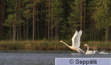 laulujoutsen_Kuru130901_iso2.jpg