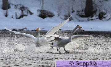 laulujoutsen_Vilppula110325_iso2.jpg