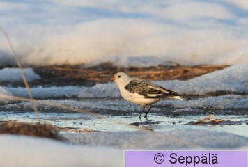 pulmunen_Helsinki110412_iso2.jpg