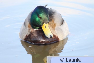 IMG_0575.JPG