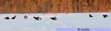 Teeripanoraama.JPG