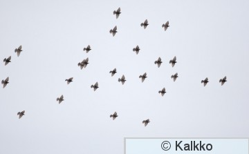 kottarainen 112.jpg
