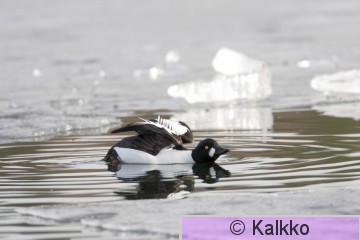 telkkä 049.jpg