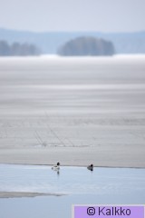telkkä 076.jpg