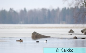 telkkä 078.jpg