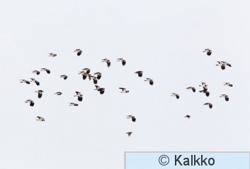 töyhtöhyyppä 177.jpg