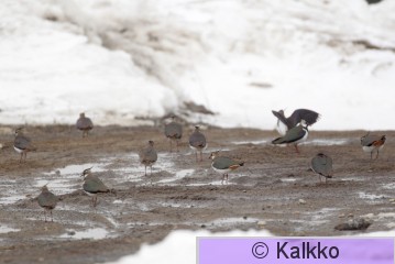 töyhtöhyyppä 113.jpg