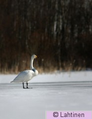 IMG_2072 k.jpg