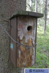 varpuspöllö 001.jpg
