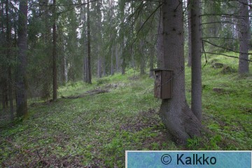 varpuspöllö 004.jpg