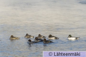 Telkkä14_Reijo Lähteenmäki.jpg