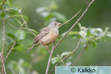 peltosirkku 045.jpg