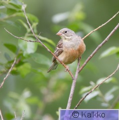 peltosirkku 055.jpg
