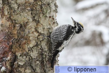 pohjantikka-5467.jpg