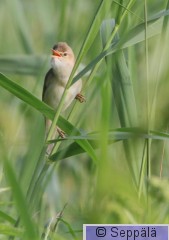luhtakerttunen_Helsinki130615_iso1B.jpg