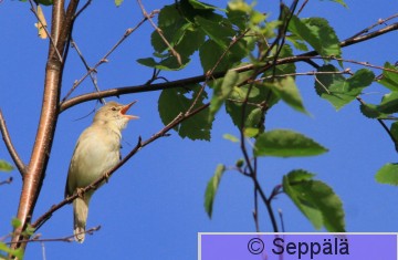 luhtakerttunen_Helsinki130615_iso2.jpg