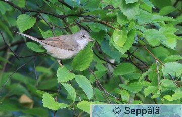 pensaskerttu_Helsinki130615_iso1.jpg