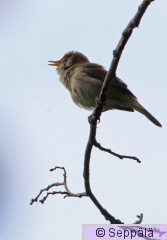 viitakerttunen_Helsinki130615_iso.jpg