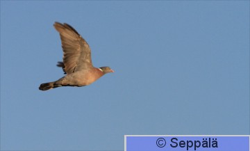 sepelkyyhky_Helsinki130904_iso.jpg