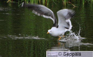 selkalokki_Kangasala130629_iso1.jpg