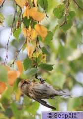 urpiainen_Helsinki131002_iso1.jpg