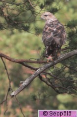 hirihaukka_Kuru130714_iso.jpg