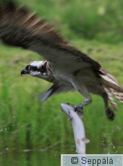 saaksi_Kangasala130630_iso7.jpg
