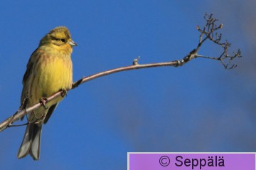keltasirkku_Parkano130329_iso.jpg